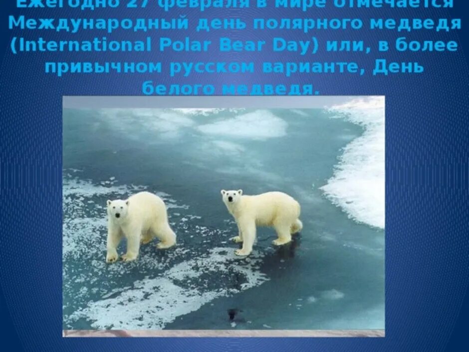 Конспект день полярного медведя. Конспект день полярного медведя. Конспект день полярного медведя. Международный день белого медведя. Международный день полярного (белого) медведя.