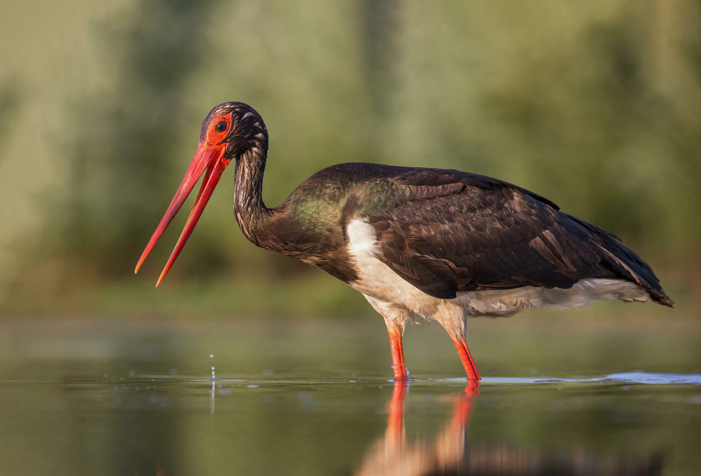 краснокнижный черный аист. черный аист брянская область. черный аист красная книга пермского края. черный аист удмуртия. черный аист удмуртия.