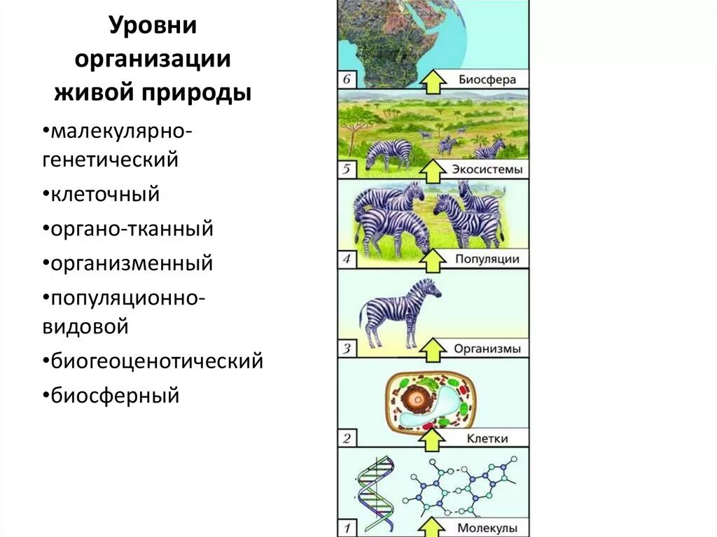 Уровни жизни экология