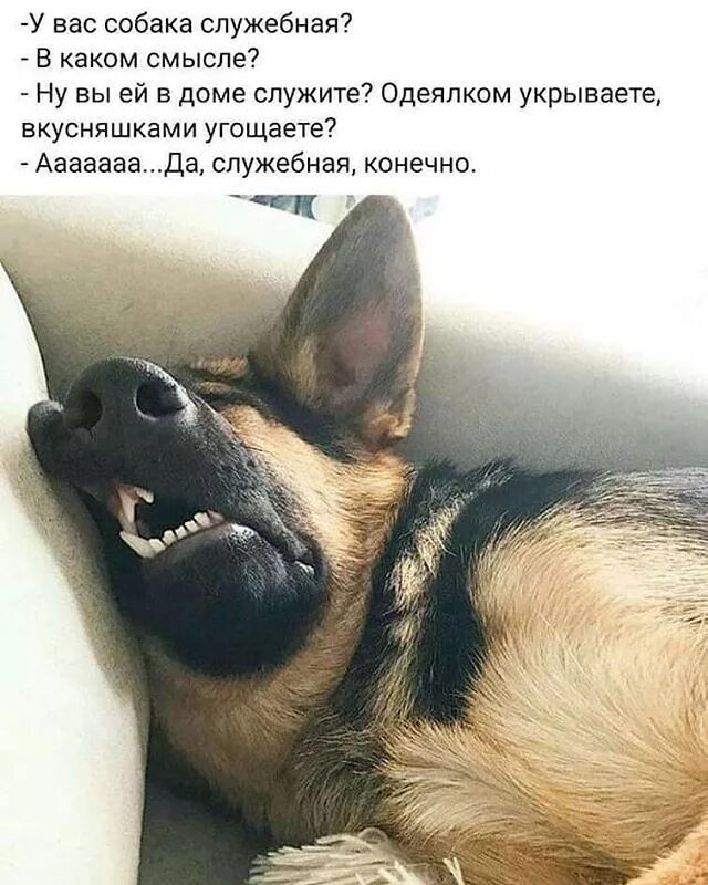 Что у меня нет собаки