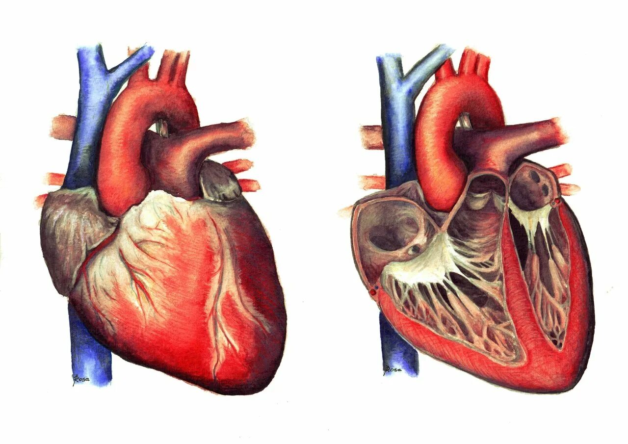 Срез сердца человека. Сердце анатомия. Человеческое сердце в разрезе.