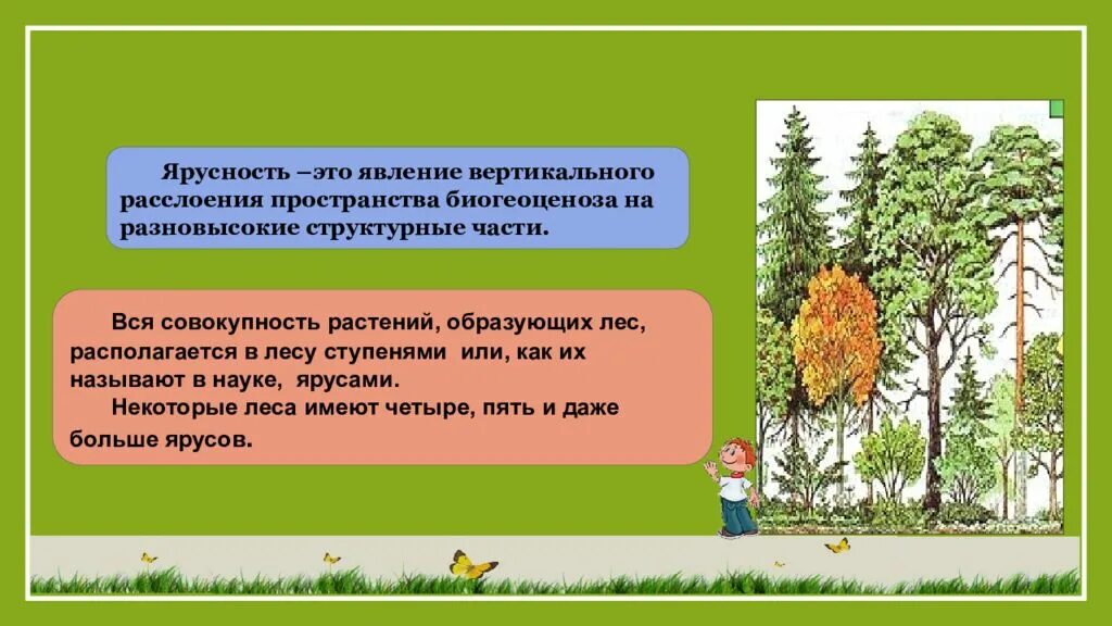 Каком природном сообществе наибольшее число надземных ярусов. Ярусность лесного фитоценоза. Надземная ярусность лесного сообщества. Ярусная структура Лесной экосистемы. Лес пространственная структура ярусы.