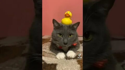 Если бы котики ходили в школу новые