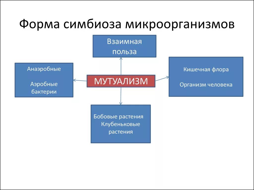 Форма симбиоза организмов. Формы симбиоза микроорганизмов. Формы взаимодействия симбиоз. Виды симбиоза микроорганизмов. Симбиоз схема.