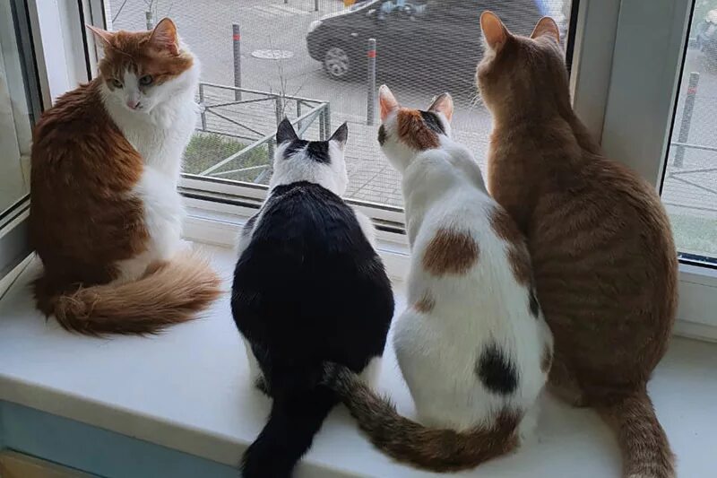 Муркино котокафе. Котокафе в химках куркино. Муркино котокафе. Котокафе в химках куркино. Котокафе выборг.
