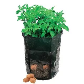 Bag plant