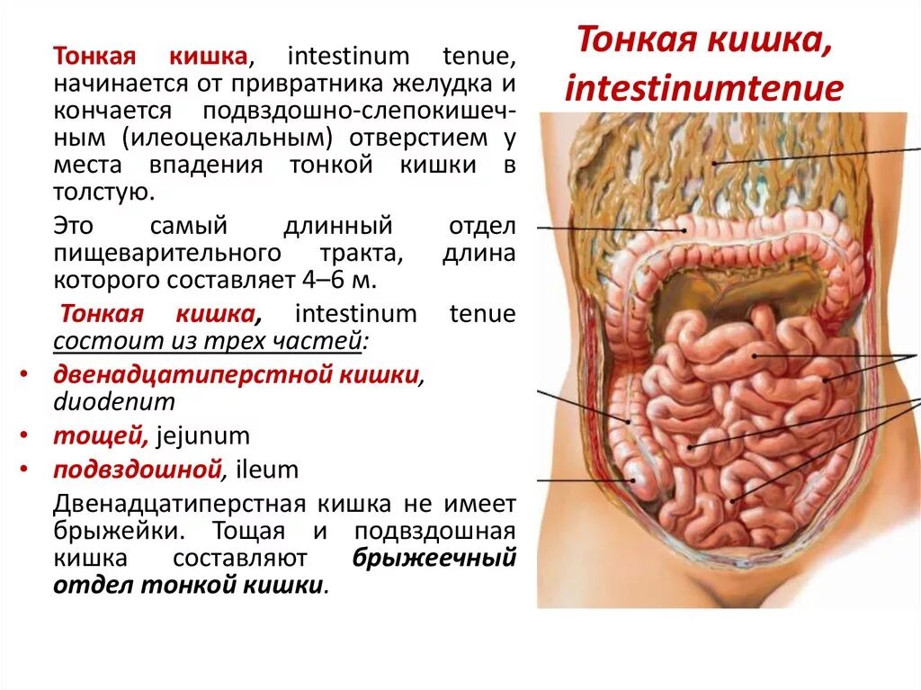 Тонкая кишка биология. Тонкая кишка кишка строение. Тонкая кишка отделы строение. Тонкий кишечник строение анатомия. Анатомия тонкого кишечника человека схема.