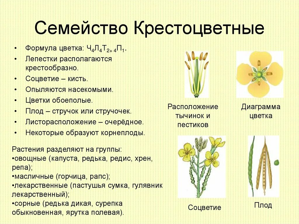 Растения семейства крестоцветных. Признаки семейства крестоцветных. Признаки растений семейства крестоцветные. Представители семейства крестоцветные 6 класс биология. Цветок соцветия семейства крестоцветные