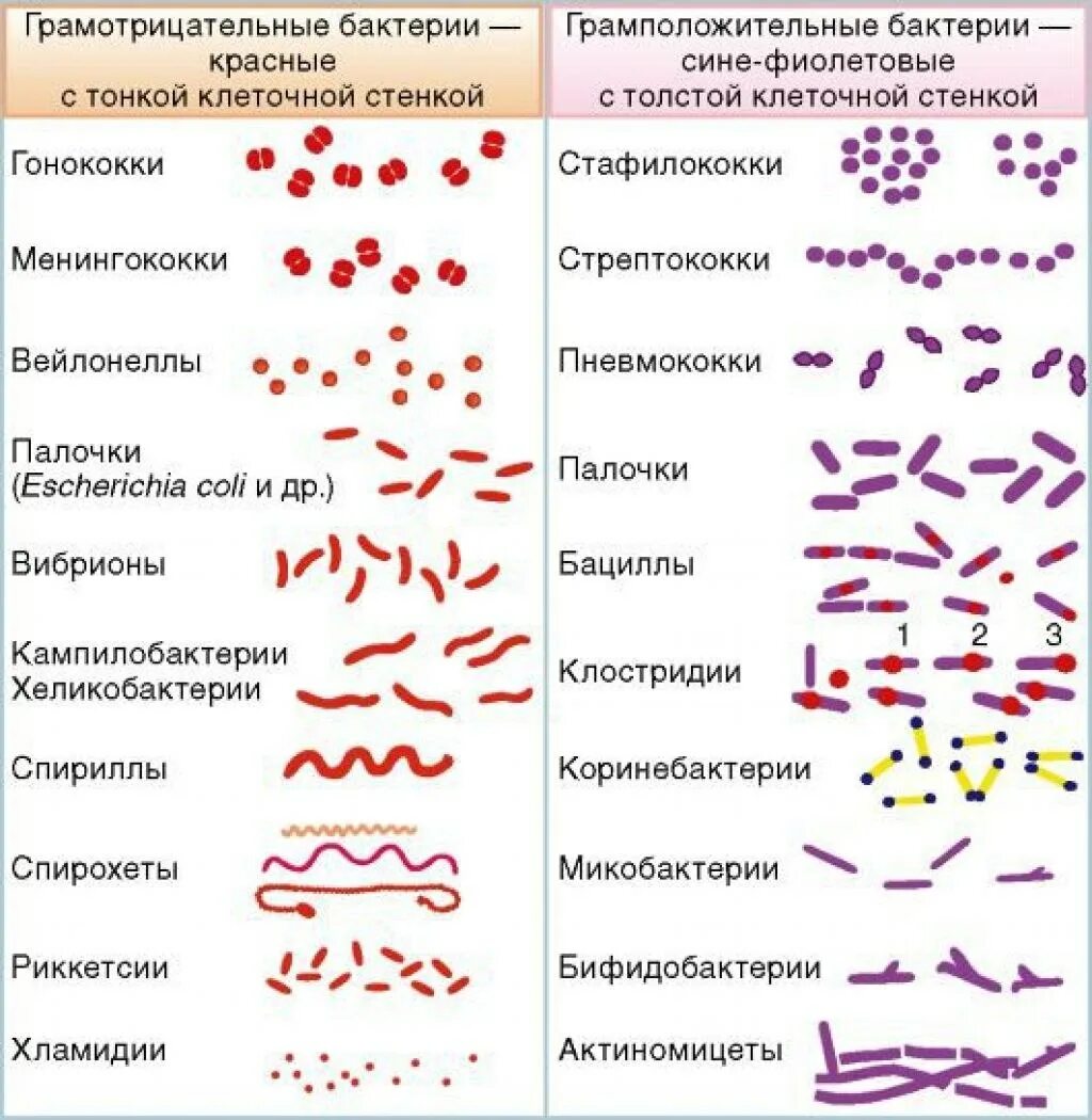 Бактерии изогнутой формы носят название. Окрашивание по Граму грамположительных бактерий. Грамотрицательные палочковидные бактерии. Палочки бациллы грамположительные. Классификация бактерий таблица грамположительных.