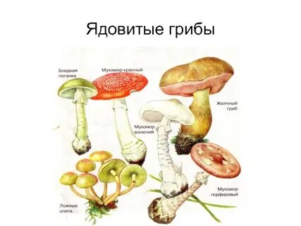 Ядовитые грибы обж 8 класс