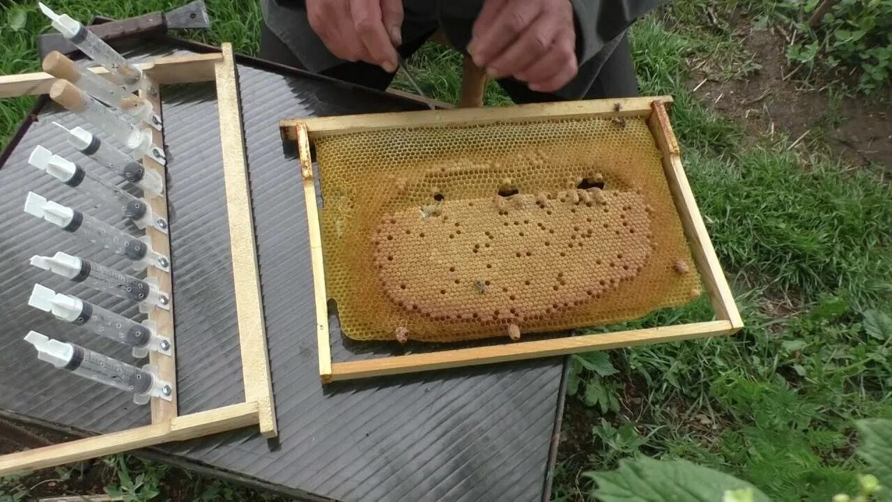 Когда появляются маточники. Расплод у пчел маточник. Матководство вывод маток. Маточник пчёл свет 2023. Маточник на рамке.