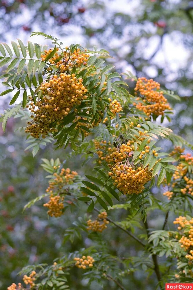 Golden Wonder рябина. Рябина Sorbus ARN. Golden Wonder. Рябина Арнольда Голден Вандер. Рябина Арнольда "Golden Wonder" (Голден Вондер).