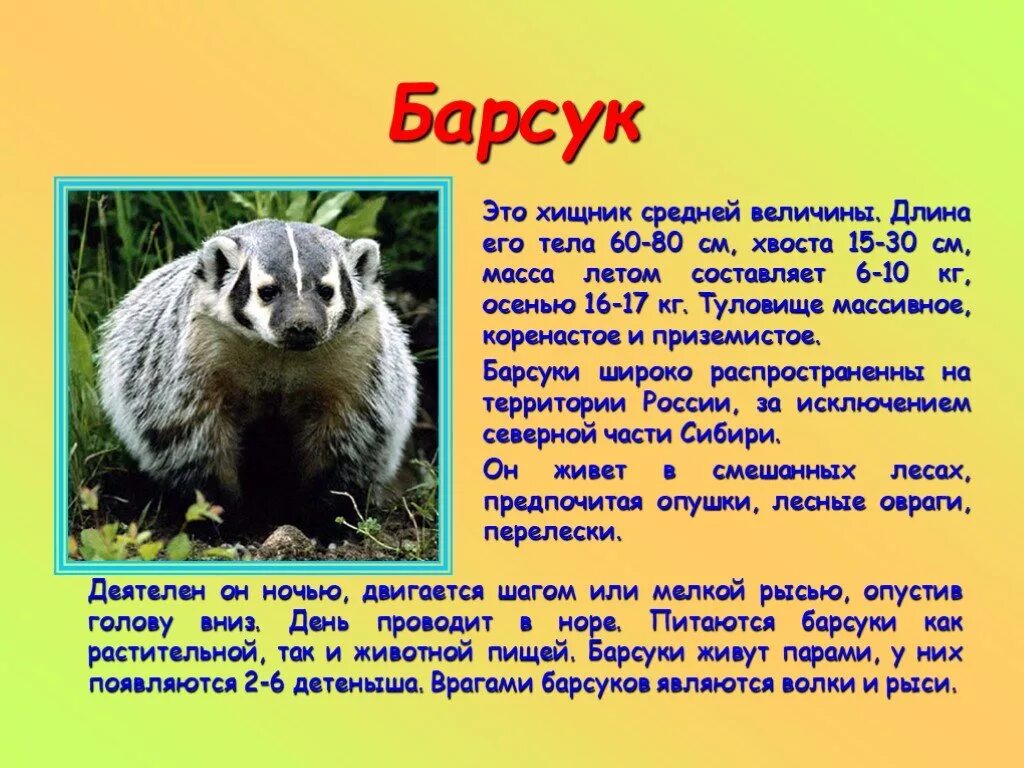 Звери описание кратко. Рассказ про барсука. Барсук кратко. Доклад про барсука 3 класс. Рассказ о Барсуке для 3 класса.