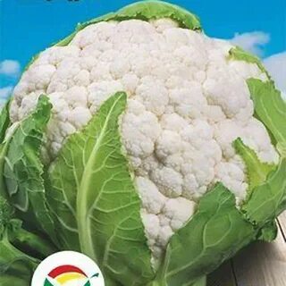Цветная капуста голландские сорта