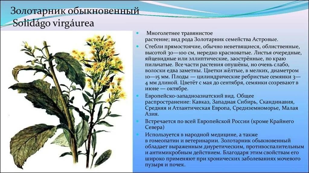 Золотарник. Золотарник полевой обыкновенный. Золотарник польза и вред. Амброзия золотарник. Золотарник канадский золотая розга.