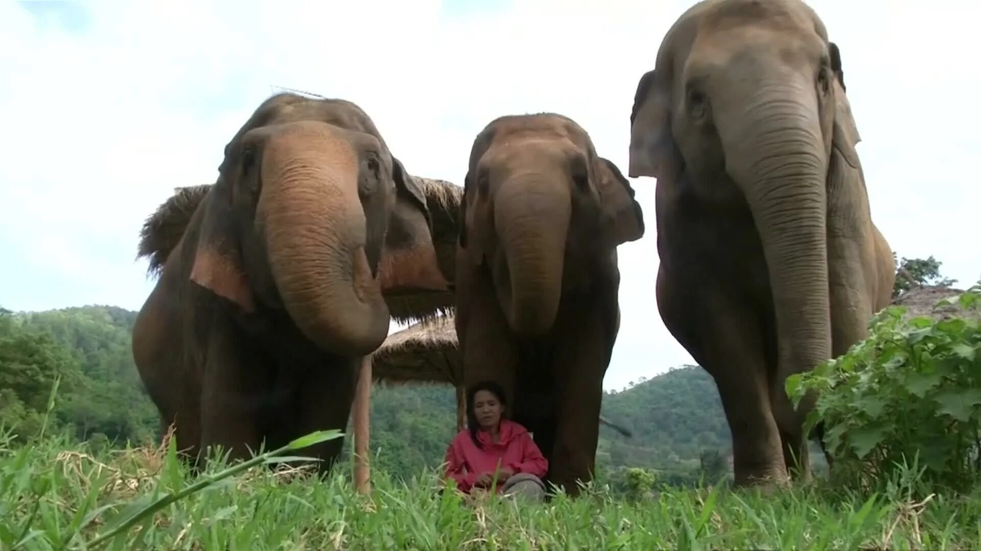 Elephant pet. Парк слонов. Поющие слоны. Слоны в парке. Шри Ланка слоны.