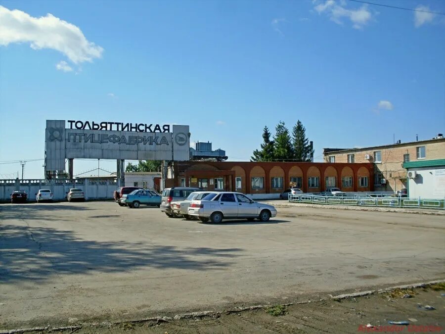 Тольяттинская птицефабрика. Тольяттинская птицефабрика. Тольяттинская птицефабрика последние. Птицефабрика в самарской области жигулевск. Тольяттинская птицефабрика магазин зольное.
