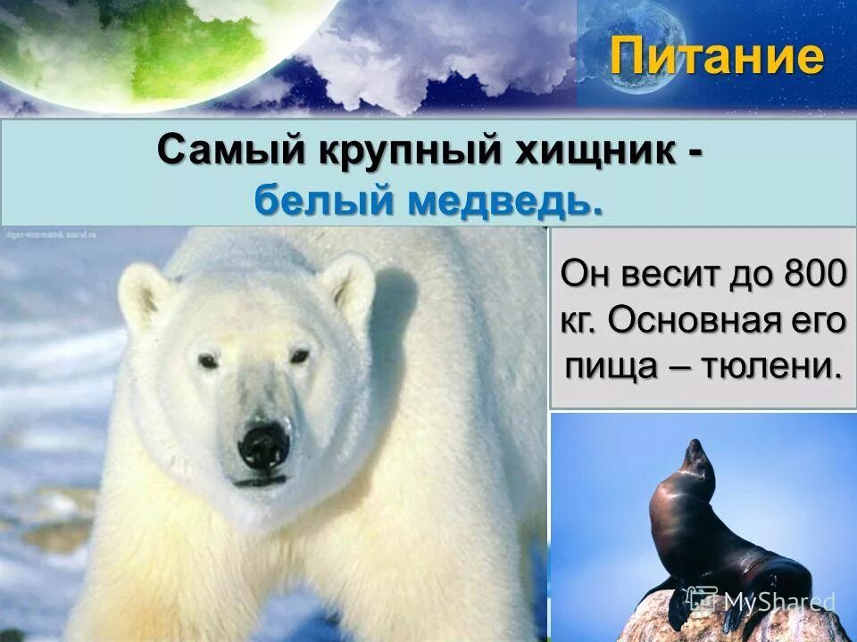 Белый медведь самый крупный хищник. Питание белого медведя. Тип питания белого медведя. Самый крупный хищник суши белый медведь.