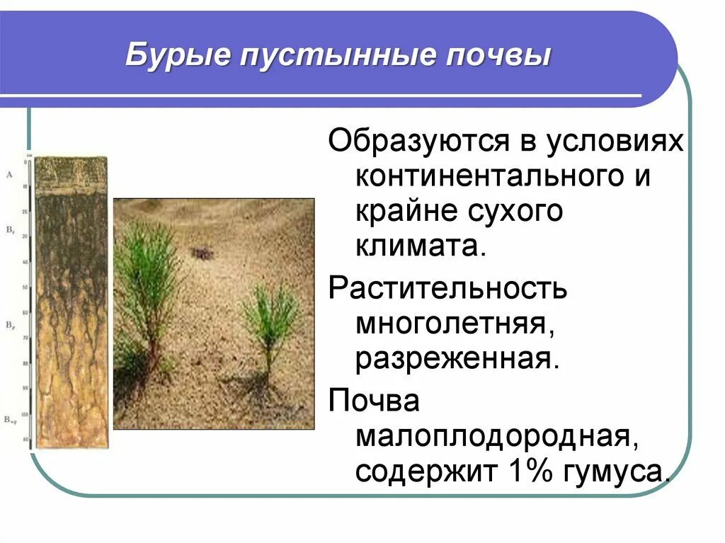 Какие почвы малоплодородны. Бурые полупустынные почвы. Бурые аридные почвы. Малоплодородные почвы. Почва бурые пустынопные.