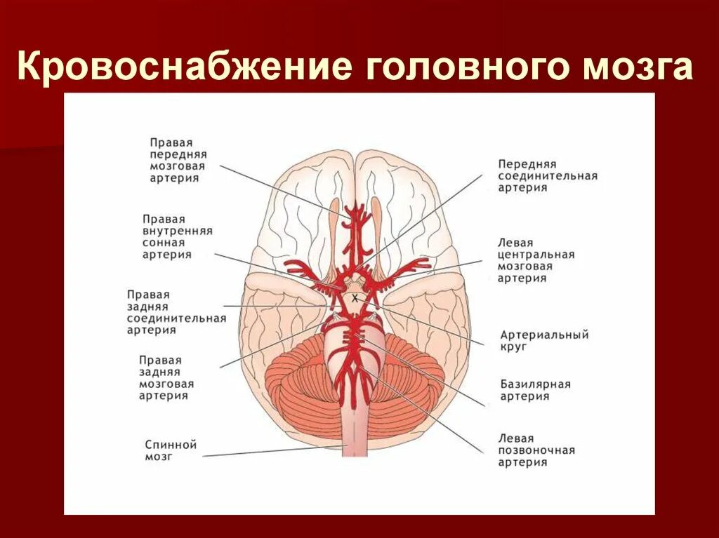 Круг кровообращения головы. Кровоснабжение головного мозга схема Виллизиев круг. Артерии образующие артериальный круг мозга. Кровоснабжение головного мозга анатомия Виллизиев круг. Большой артериальный (Виллизиев) круг головного мозга.