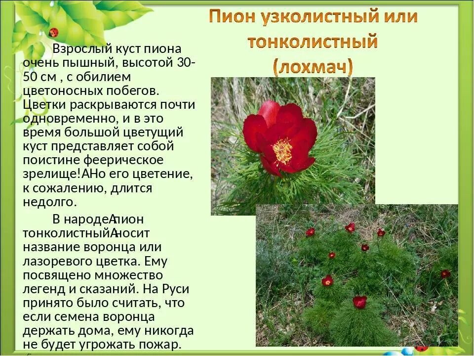 Картинки РАСТЕНИЯ КРАСНОЙ КНИГИ РЕСПУБЛИКИ