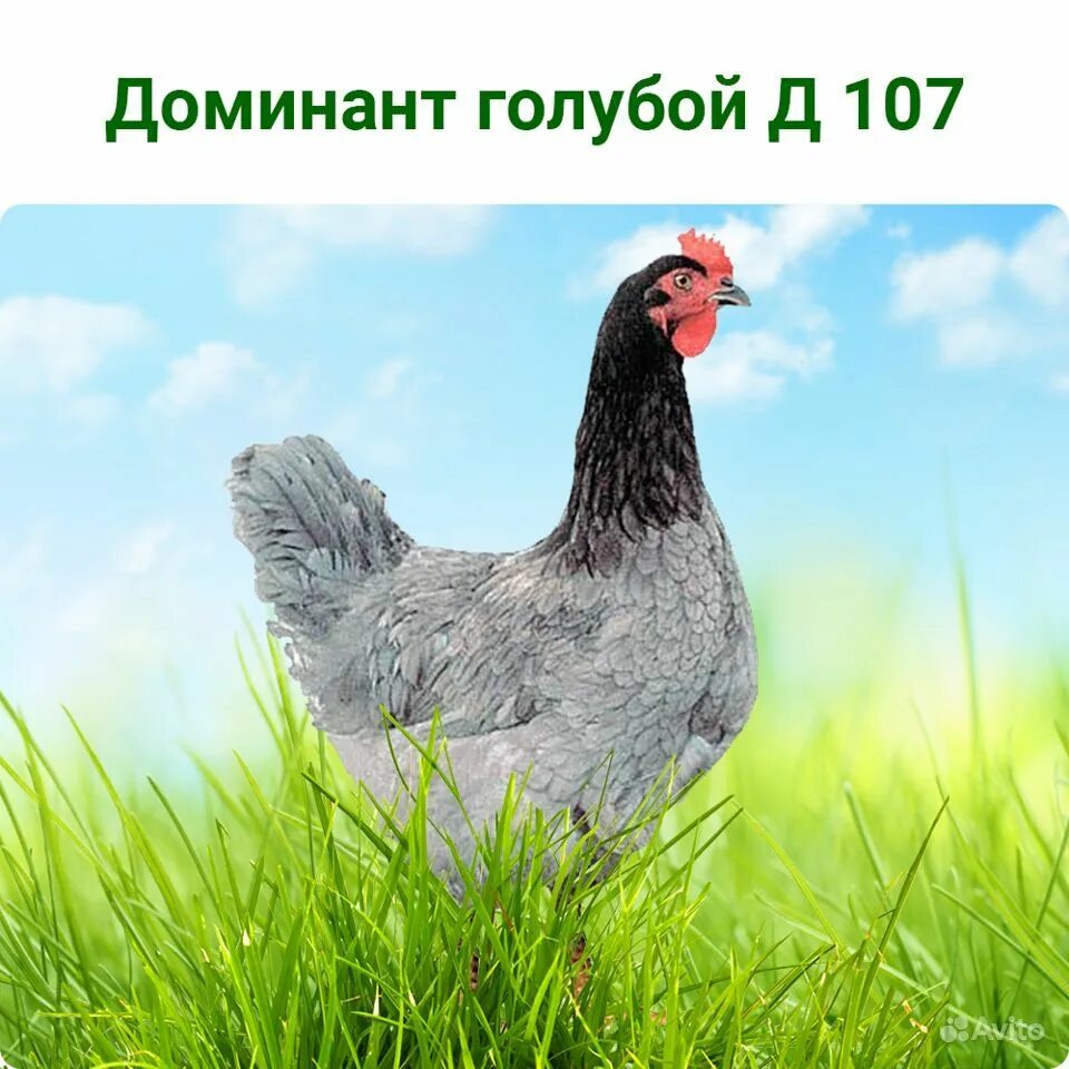 доминант 107 куры. куры доминант gs459. фото голубого доминанта. куры доминант голубой д 107. куры доминант голубой д 107.