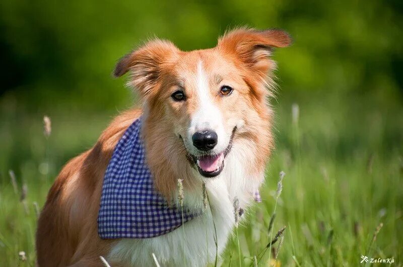социализация щенков в городе фото. социализация щенка. адаптация собаки из приюта. собака приспосабливается фоне фото. адаптация собаки.