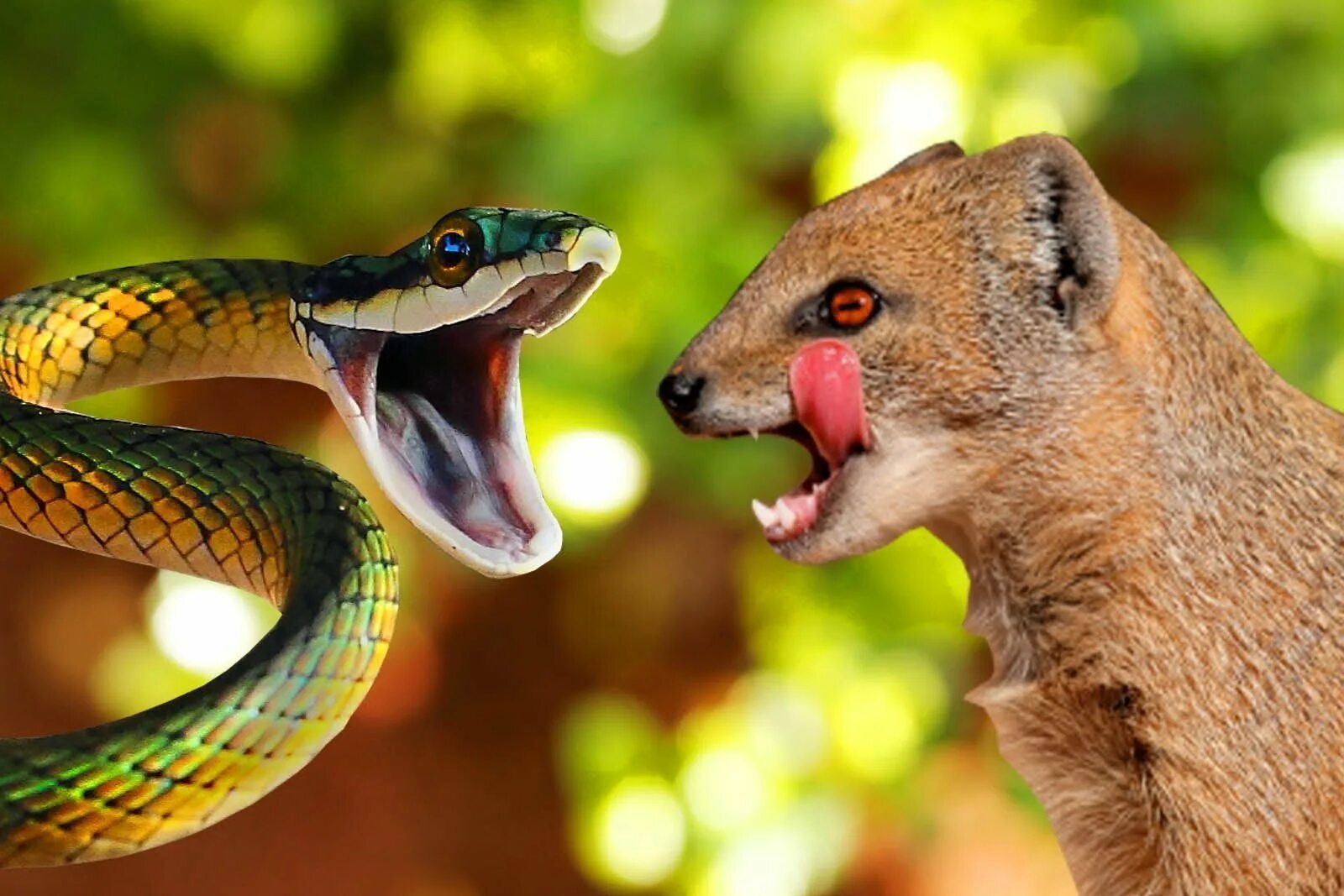 Травоядные змеи. Королевская Кобра и Мангуст. Cobra and Mongoose. Мангуст против змеи. Мангуст против королевской кобры.