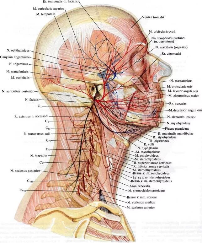 Схема нервов головы и шеи. Анатомия нервов головы и шеи. Затылочный нерв анатомия схема.