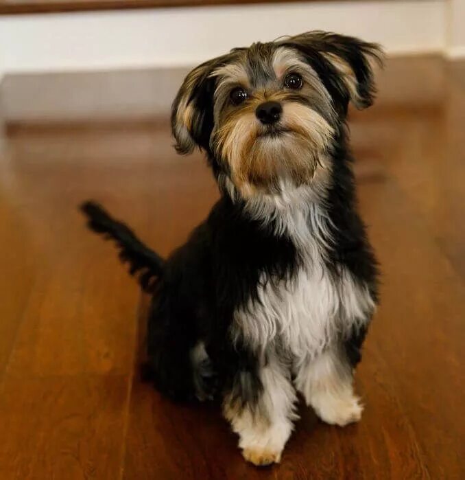 Micro morkie puppy. Морки собака йорктиз. Болонка терьер. Щенок морки йорктиз. Йорктизы морки.