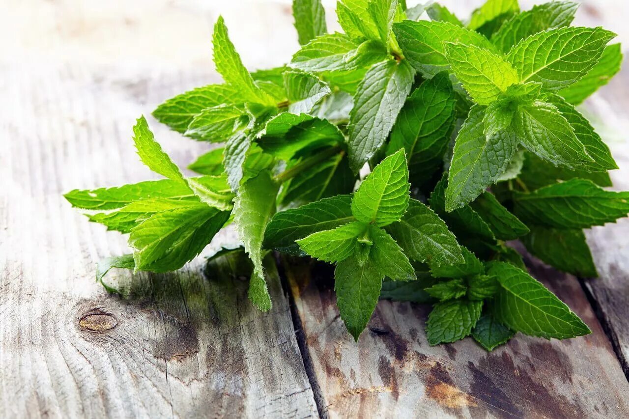 Мята перечная (Mentha piperita). Мята перечная Méntha piperíta. Мята перечная (Mentha piperita l.).. Мята круглолистная.