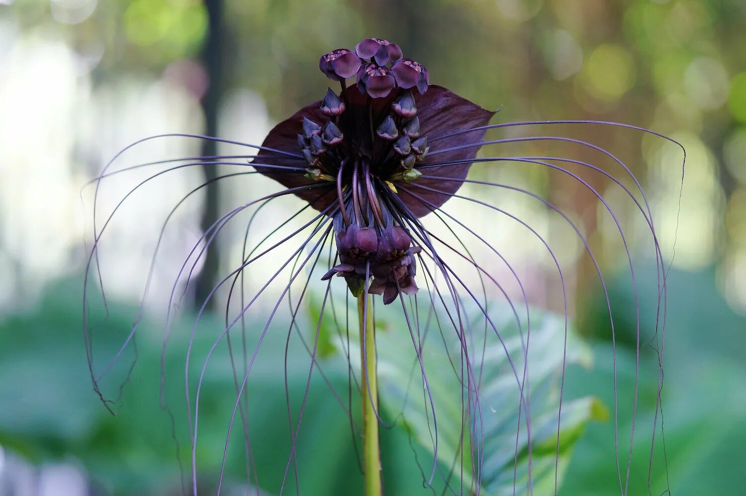 Такка Шантрье. Такка черная. Такка Шантрье (Black bat Flower). Китайский мышецвет. Загадочные растения