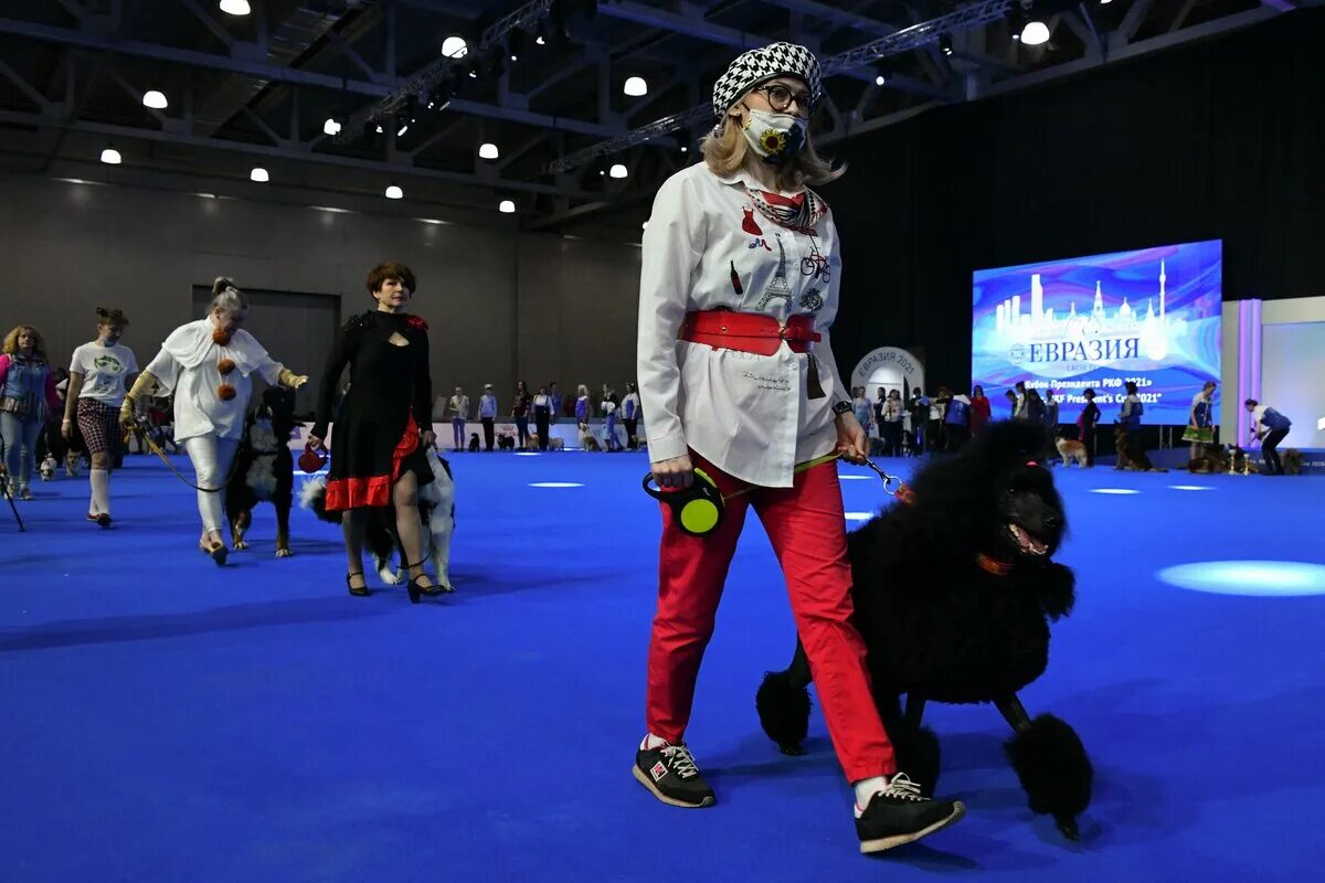 Евразия 2022 выставка собак. Выставка Евразия 2021. Собачья выставка Евразия 2021. Выставка собак Евразия.