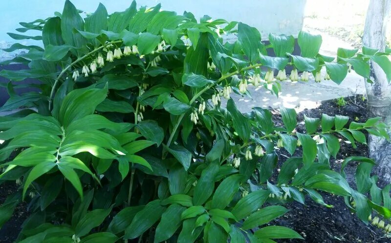 Купена ядовитое растение. Купена душистая. Купена сибирская соломонова печать. Купена (polygonatum). Купена в композиции.