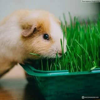 Свинка плюс