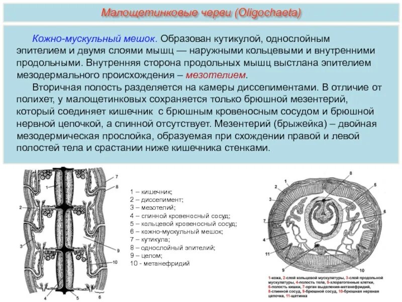 Кольцевой слой. Класс Малощетинковые черви строение. Малощетинковые черви строение тела. Строение малощетинкового червя. Тип кольчатые черви Annelida.