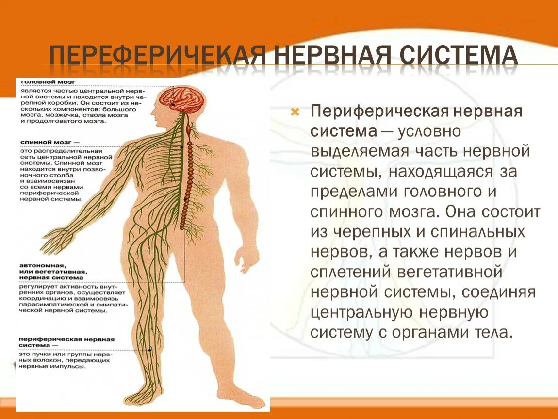 Строение нервной системы нервная система ЦНС периферическая. Строение периферической нервной системы ее отделы и функции. Общая характеристика периферической нервной системы. ПНС периферическая нервная система. Укажите название органа периферической нервной системы человека