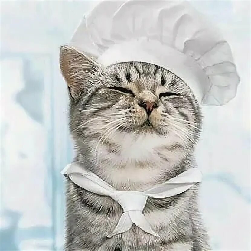 Cat Chef Видеоматериалы: просматривайте 268 стоковое видео в формате HD Adobe St