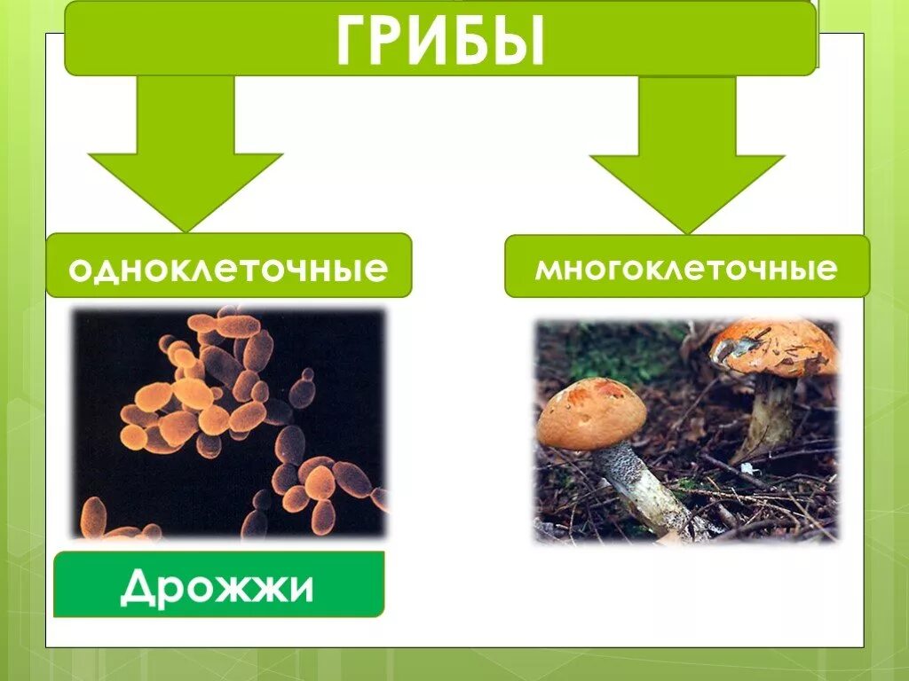 Грибы классификация грибов одноклеточные многоклеточные. Многоклеточные грибы 5 класс биология. Одноклеточные и многоклеточные грибы 5 класс биология. Одноклеточные и многоклеточные царство грибы.