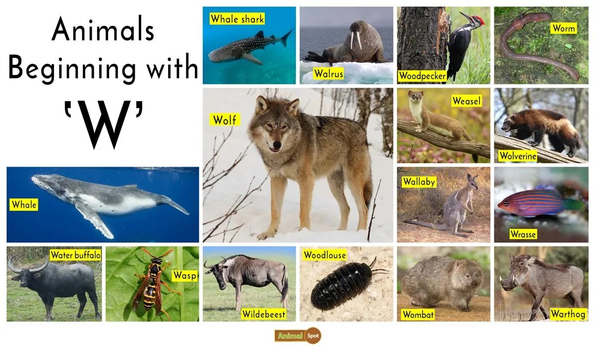 Имя animals