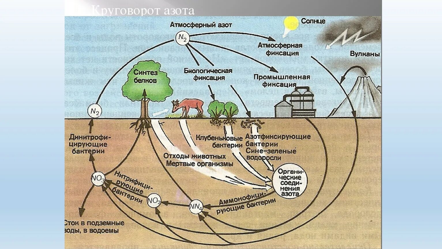 Кругооборот азота в биосфере. Круговорот азота в природе схема. Круговорот веществ в биосфере азот. Биологический круговорот азота.