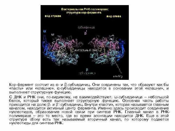 Кор фермент РНК полимеразы. Бактериальная РНК полимераза. Холофермент РНК полимеразы. Кор фермент строение.