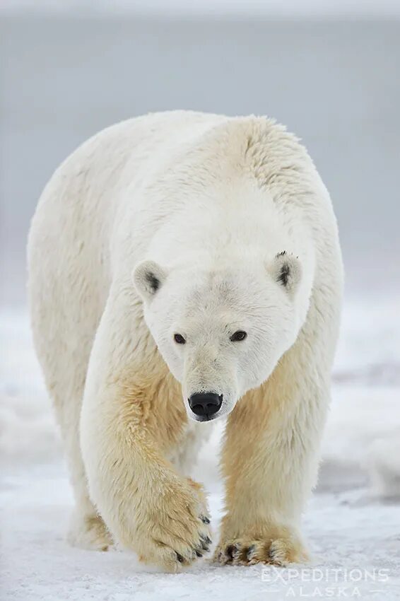 Белый медведь. Полярный медведь. Белый медведь самец. Огромный белый медведь. Белый медведь бег