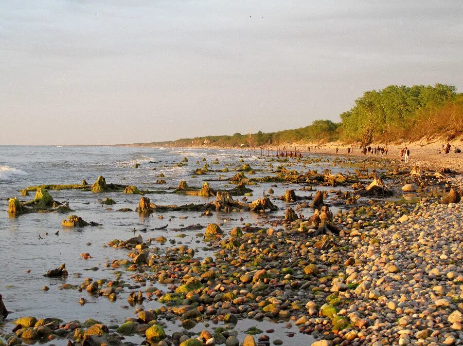 Пляж в зеленоградском. Море в Зеленоградске Калининградской области. Зеленоградск пляж променад. Залив теплый Зеленоградск. Зеленоградск дикий пляж.