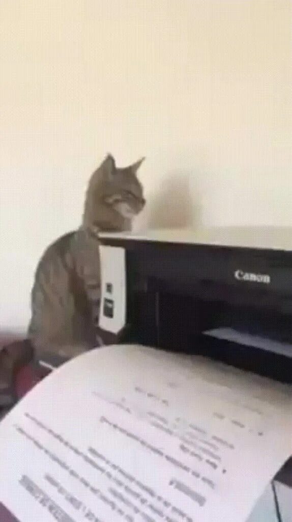 Котик принтер приложение. Кот и принтер. котик для принтера. принтер гиф. шутки про принтер.