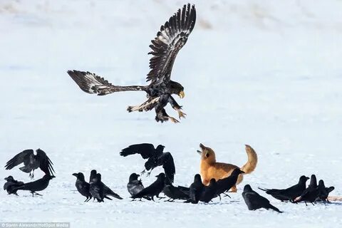 Напасть на них
