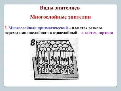 Данный эпителий является однослойным