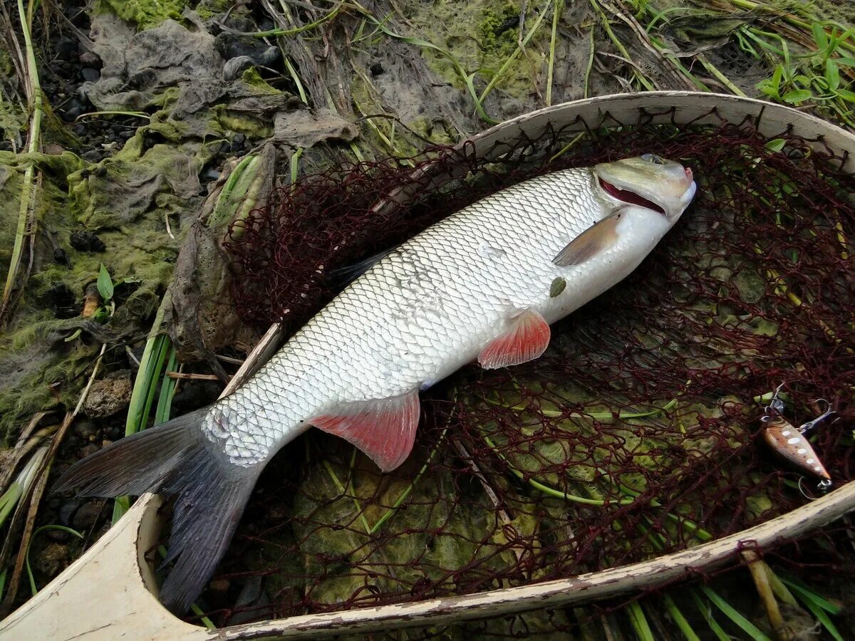 Видеть рыбу в реке. Белая Речная рыба. Река Кама рыбы. Хищная рыба на реке белая. Рыбы реки Камы.