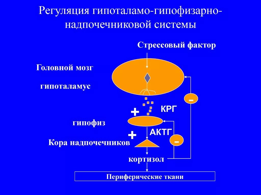 Регуляция функции гипоталамо-гипофизарно-надпочечниковой системы. Схема гипоталамо-гипофизарно-надпочечниковой системы. Оценке функции гипоталамо-гипофизарно-надпочечниковой системы.. Гипоталамо-гипофизарно-надпочечниковая ось схема.