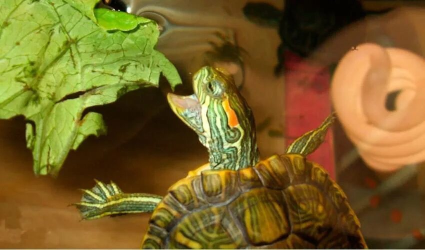 Еда для черепахи красноухой. Красноухая черепаха кушает. Что едят красноухие черепахи. Кормление красноухих черепах. Чем можно кормить красноухую